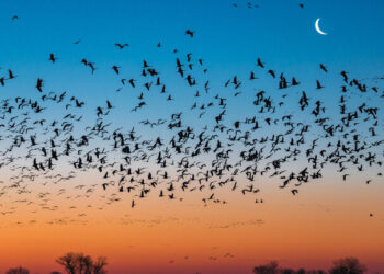 اكتشاف علمي مدهش لكيفية تغذي الطيور خلال الهجرات