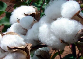 “الإدارة الذاتية” تحدد سعر طن القطن بـ800 دولار دون رغبتها بشرائه