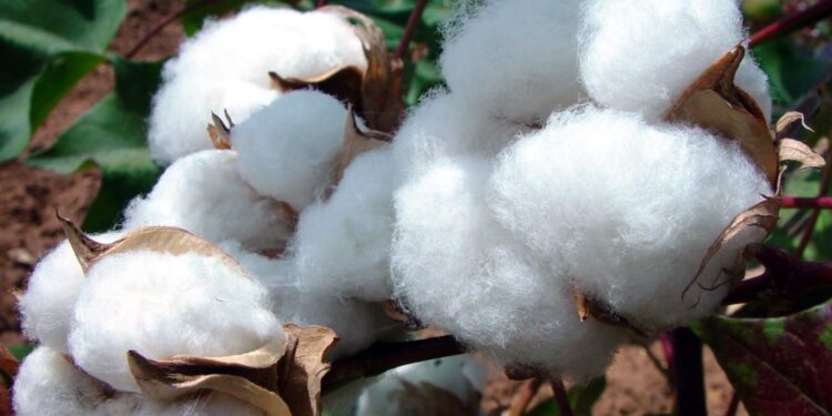 “الإدارة الذاتية” تحدد سعر طن القطن بـ800 دولار دون رغبتها بشرائه