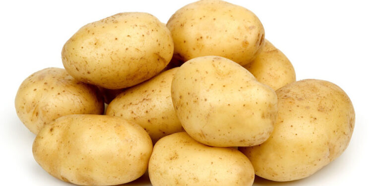 مؤسسة إكثار البذار المؤسسة : أمنت 51% من كميات بذار البطاطا المكتتب عليها… الاستيراد متاح للقطاع الخاص