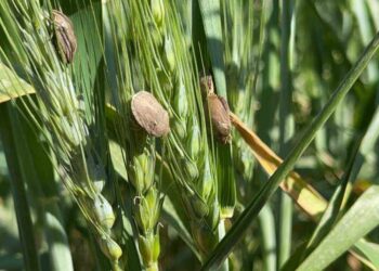 وزارة الزراعة تعلن عن بدء التحري عن حشرة السونة على القمح