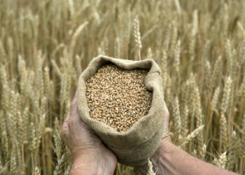“بريكس” توجه “ضربة قاصمة” لمصدري الحبوب في الغرب