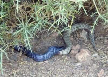 الحنش الأسود المظلوم يُنقذنا من البيضاء السورية فنقـ،ـتله خوفاً!