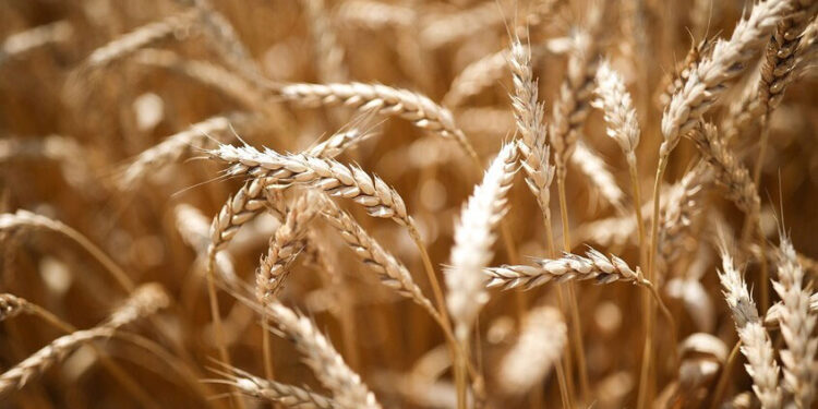 روسيا تدخل قائمة أكبر خمسة اقتصادات الأقل اعتمادا على الواردات