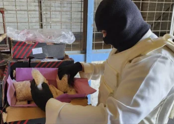 مصدر أمني: اعتقال أخطر تجار المخدرات في سوريا والمنطقة بالتنسيق مع تركيا