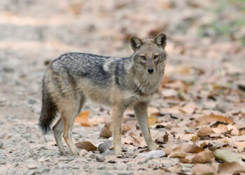 فيروس قاتل ومعدي يصيب حيوان “ابن آوى” في لبنان