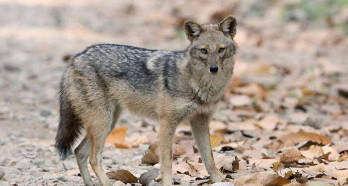 فيروس قاتل ومعدي يصيب حيوان “ابن آوى” في لبنان