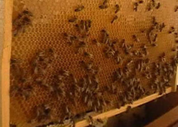 بعد الكبوات التي نغصت تطويره..  تربية النحل في سوريا تعاود نشاطها