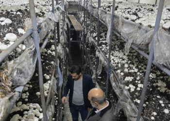 جولة ميدانية لغرفة زراعة دمشق وريفها على منشأة لزراعة الفطر الابيض في داريا