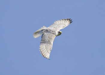 روسيا.. سجن إماراتي 6 سنوات بتهمة محاولة تهريب صقور مهددة بالانقراض