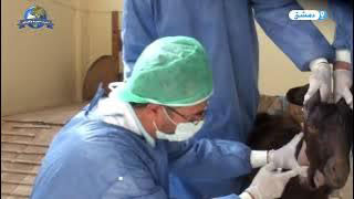 منظمة “اكساد” ..متى تأسست ..ما هي اهم اعمالها وما هو دورها البحثي الزراعي في العالم العربي..تابعونا..تلفزيون أخبار سوريا والعالم