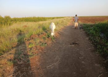 كيف دمّرت الحرب والسياسة أكبر مشروع زراعي في السودان؟
