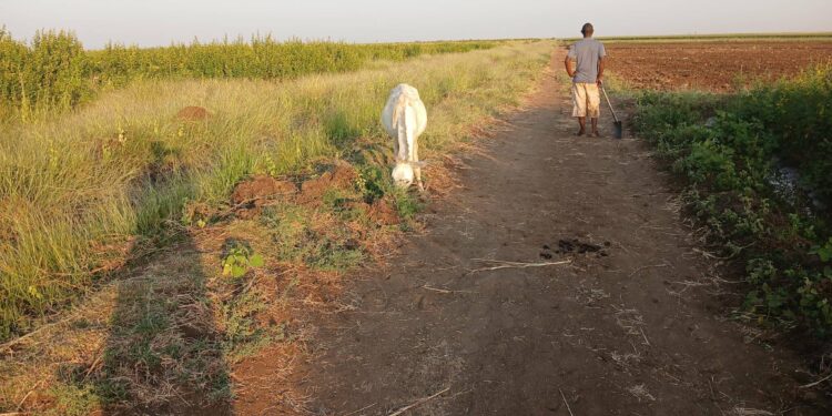 كيف دمّرت الحرب والسياسة أكبر مشروع زراعي في السودان؟