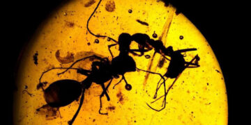 نملة منقرضة بعمر 40 مليون سنة تكشف تفاصيل علمية غير مسبوقة!