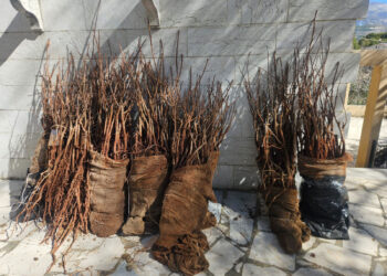 “أكساد” ووزارة الزراعة اللبنانية ينظمان ندوة تدريبية حول زراعة الفستق الحلبي في جبل لبنان