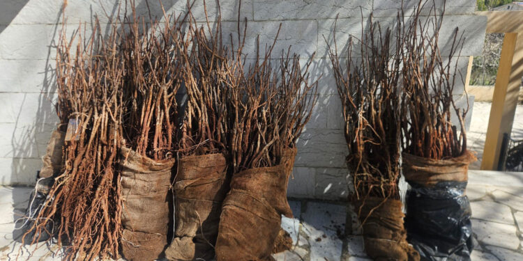 “أكساد” ووزارة الزراعة اللبنانية ينظمان ندوة تدريبية حول زراعة الفستق الحلبي في جبل لبنان