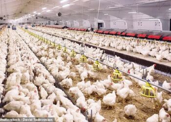 رئيس لجنة مربي الدواجن باتحاد غرف الزراعة السورية .. لا إصابات أو حالات اشتباه بأمراض خطرة في قطعان الدواجن في سوريا