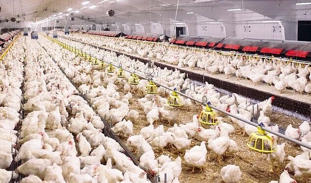 رئيس لجنة مربي الدواجن باتحاد غرف الزراعة السورية .. لا إصابات أو حالات اشتباه بأمراض خطرة في قطعان الدواجن في سوريا